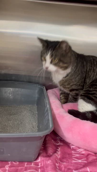 Enlarge Rolo, a Adoptable Domestic Short Hair in York, PA video 3/3