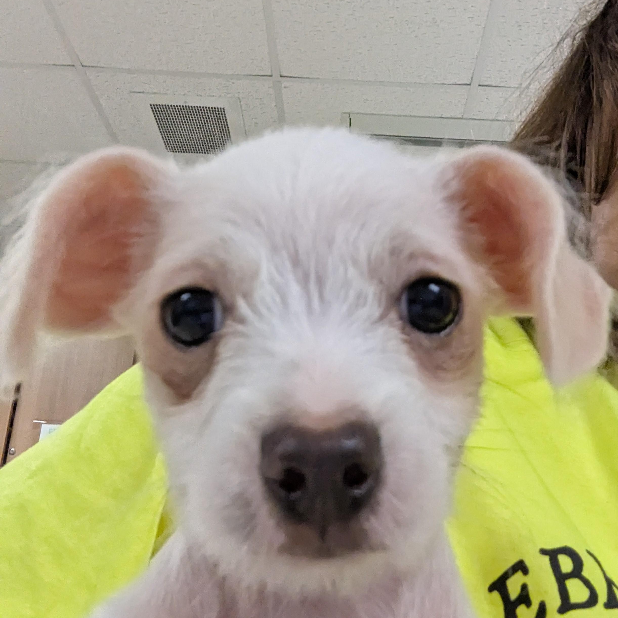 Madison, a ADOPTABLE mixed breed in Stratford, CT image 2/4