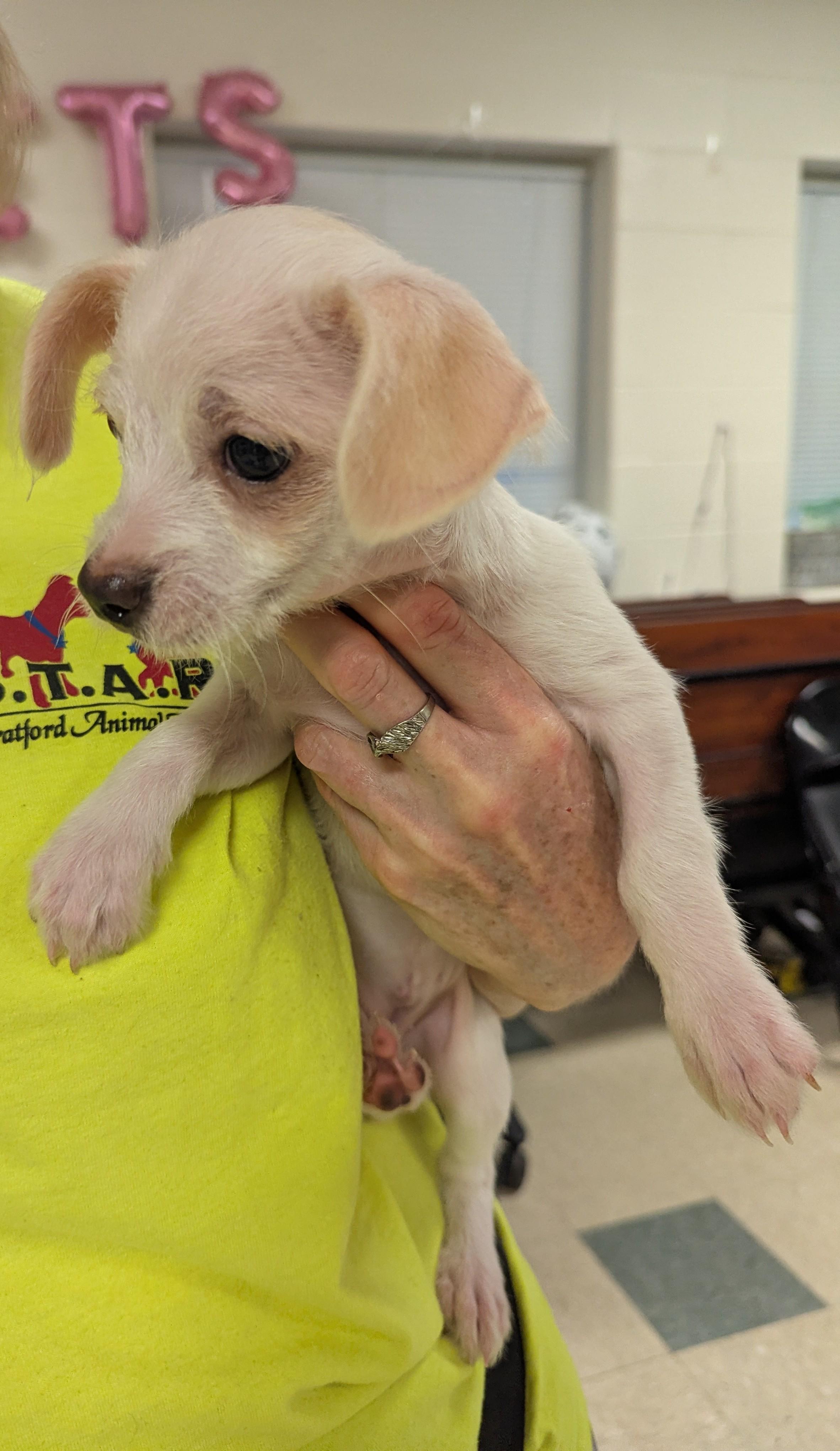 Madison, a ADOPTABLE mixed breed in Stratford, CT image 3/4