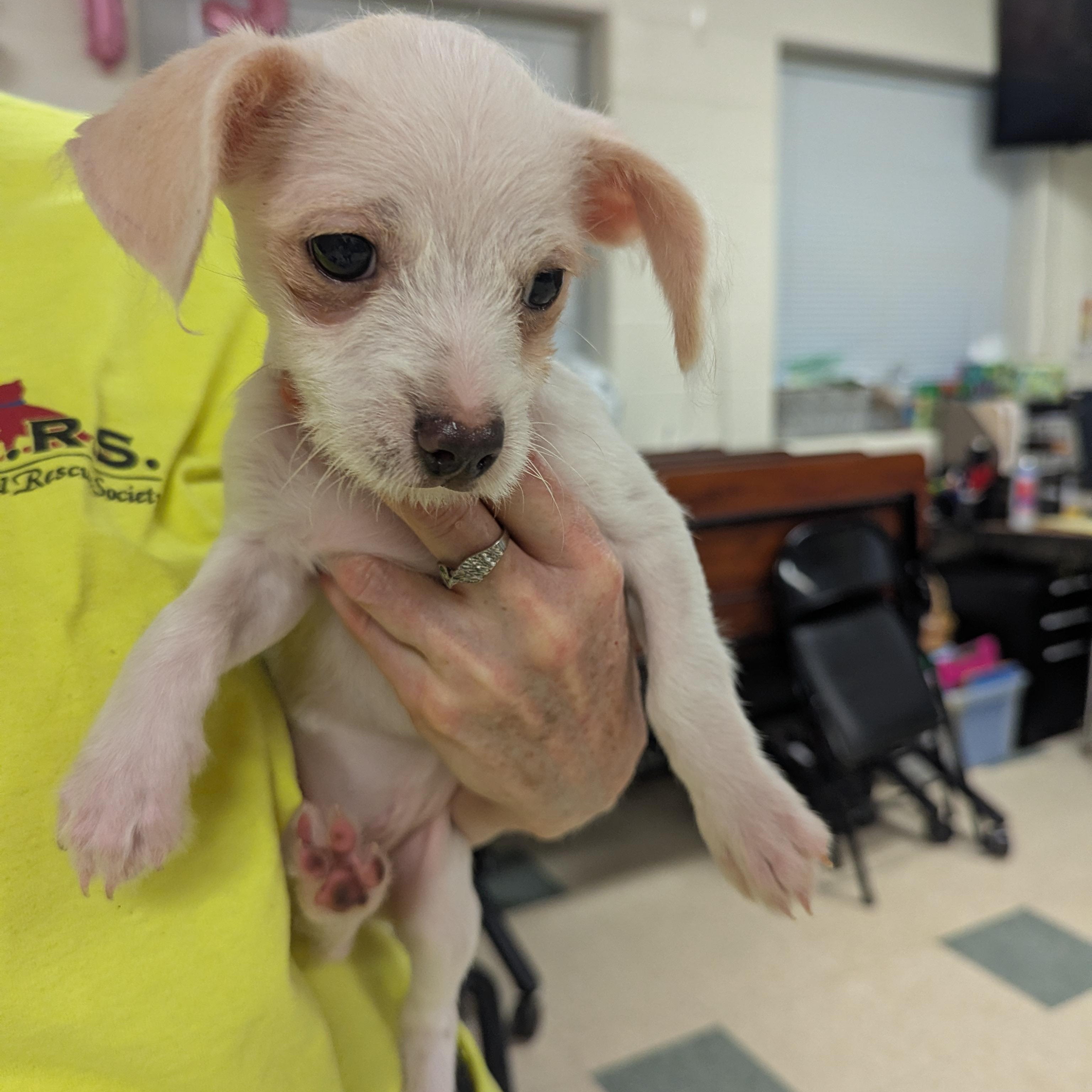 Madison, a ADOPTABLE mixed breed in Stratford, CT image 4/4