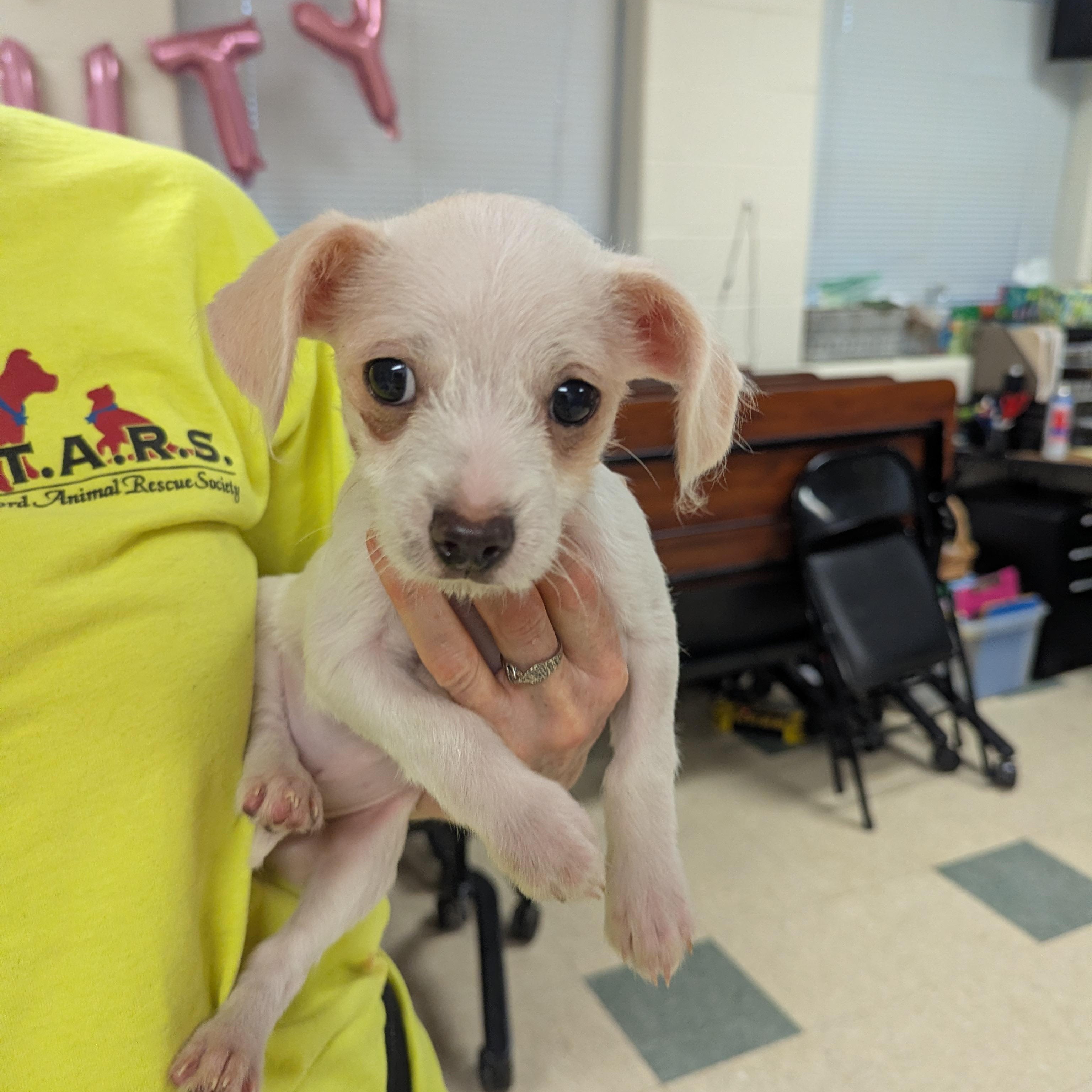 Madison, ADOPTABLE, Puppy Female Chihuahua.