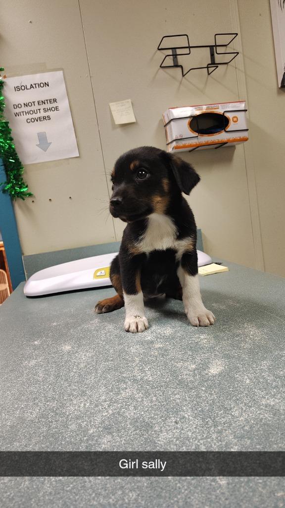 Sally, Adoptable, Puppy Female Catahoula Leopard Dog & Mixed Breed.
