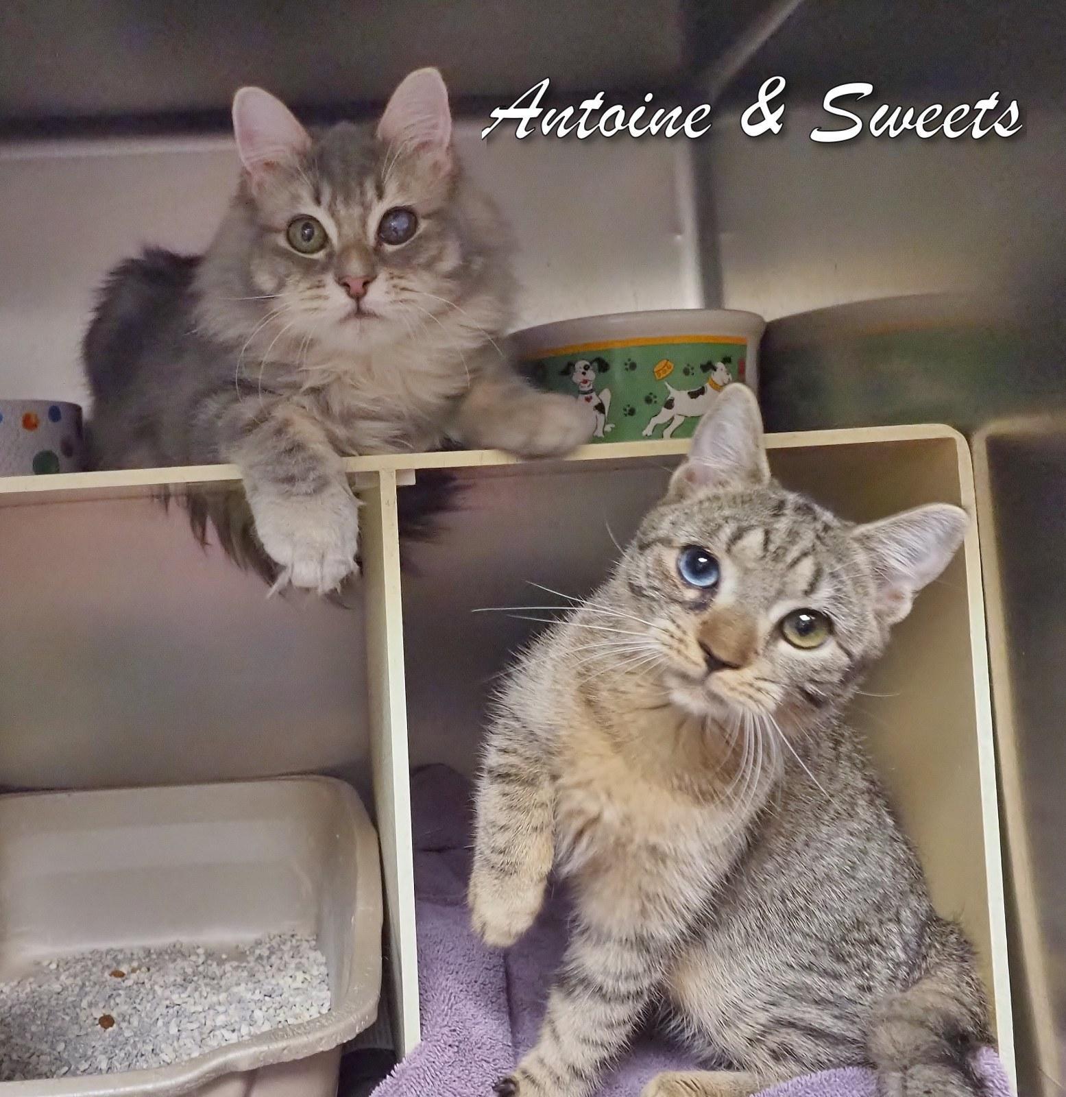 Antoine and Sweets photo 2