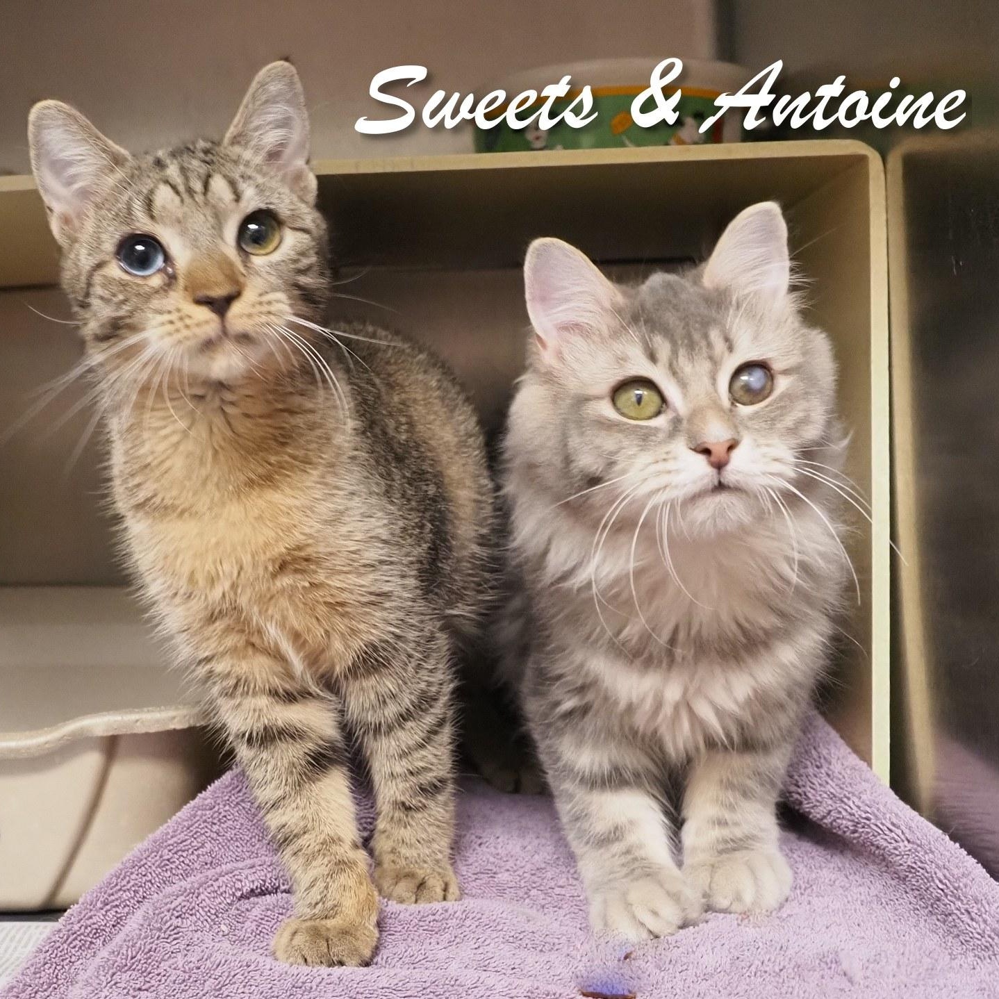 Antoine and Sweets, Young Male Domestic Short Hair