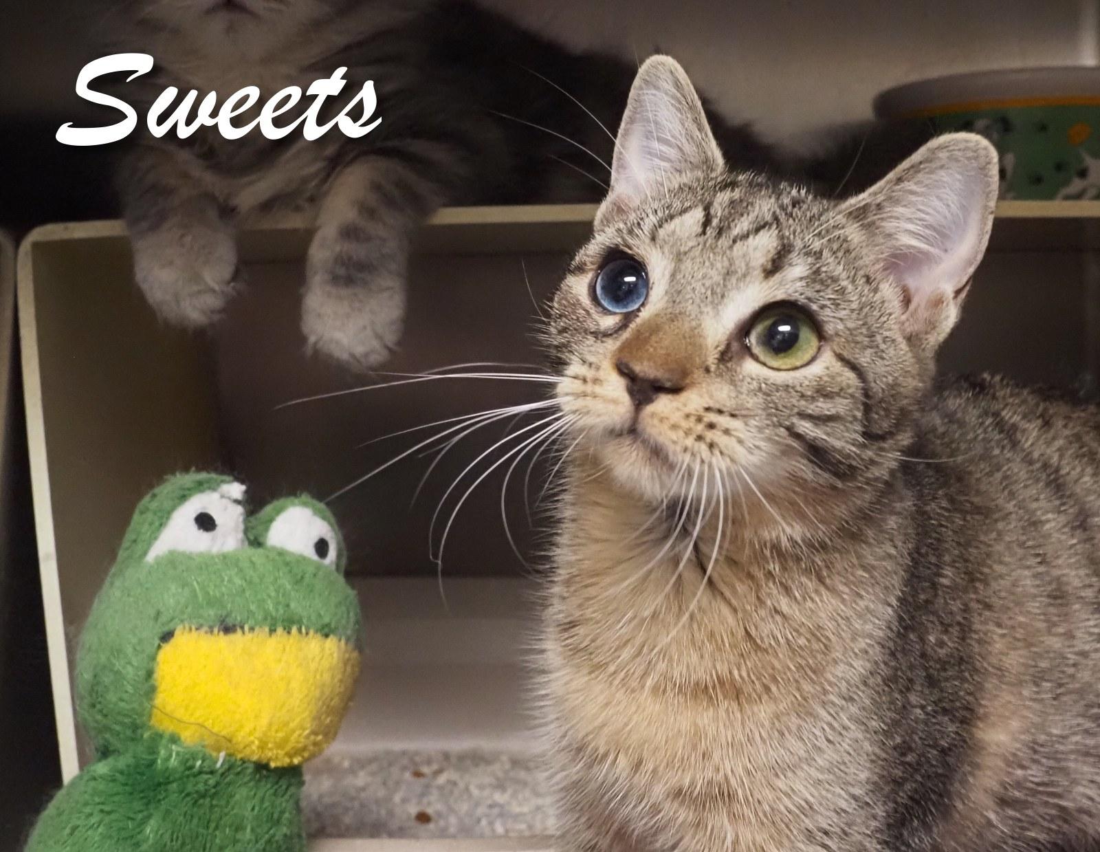 Antoine and Sweets photo 6