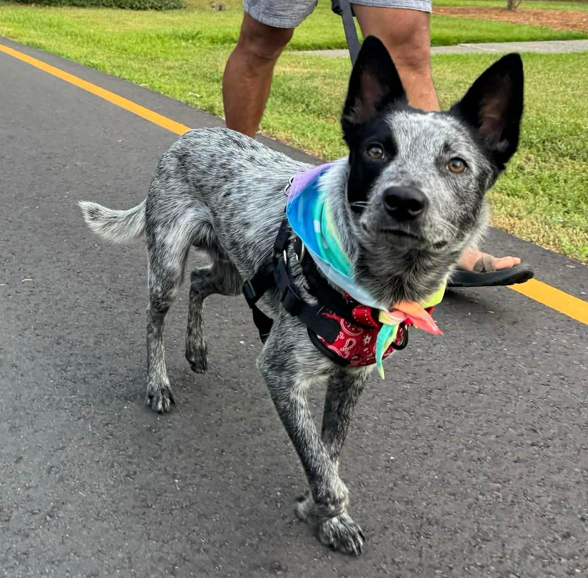 Jonah, an adopted mixed breed in Littlestown, PA image 1/4