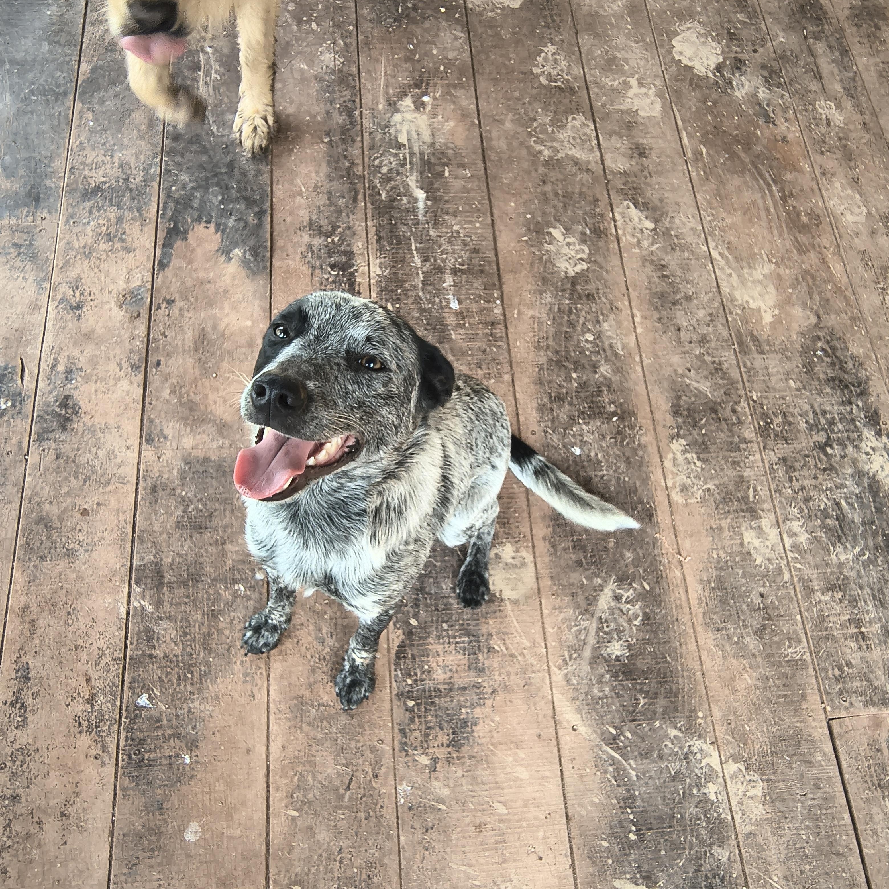 Jonah, an adopted mixed breed in Littlestown, PA image 2/4