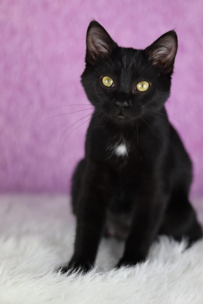 Bertha, Adoptable, Kitten Female Domestic Short Hair.