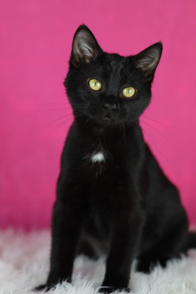 Enlarge Bertha, a Adoptable Domestic Short Hair in Lewisburg, TN image 2/3