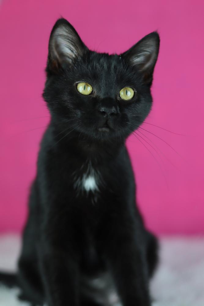 Enlarge Bertha, a Adoptable Domestic Short Hair in Lewisburg, TN image 3/3