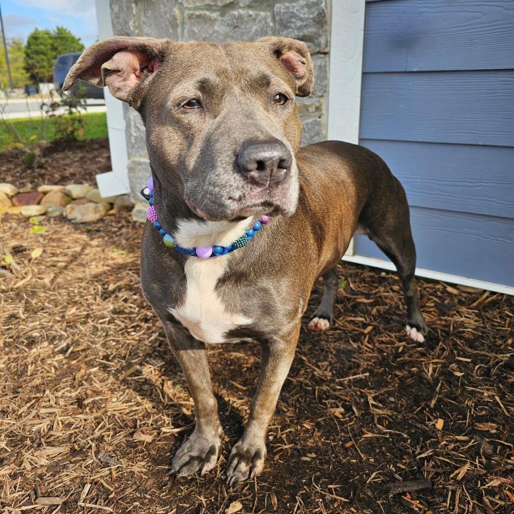 Ruth/Mama, Adoptable, Adult Female Pit Bull Terrier & Mixed Breed.