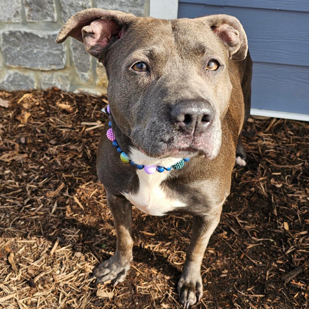 Enlarge Ruth/Mama, a Adoptable mixed breed in Madisonville, TN image 2/3