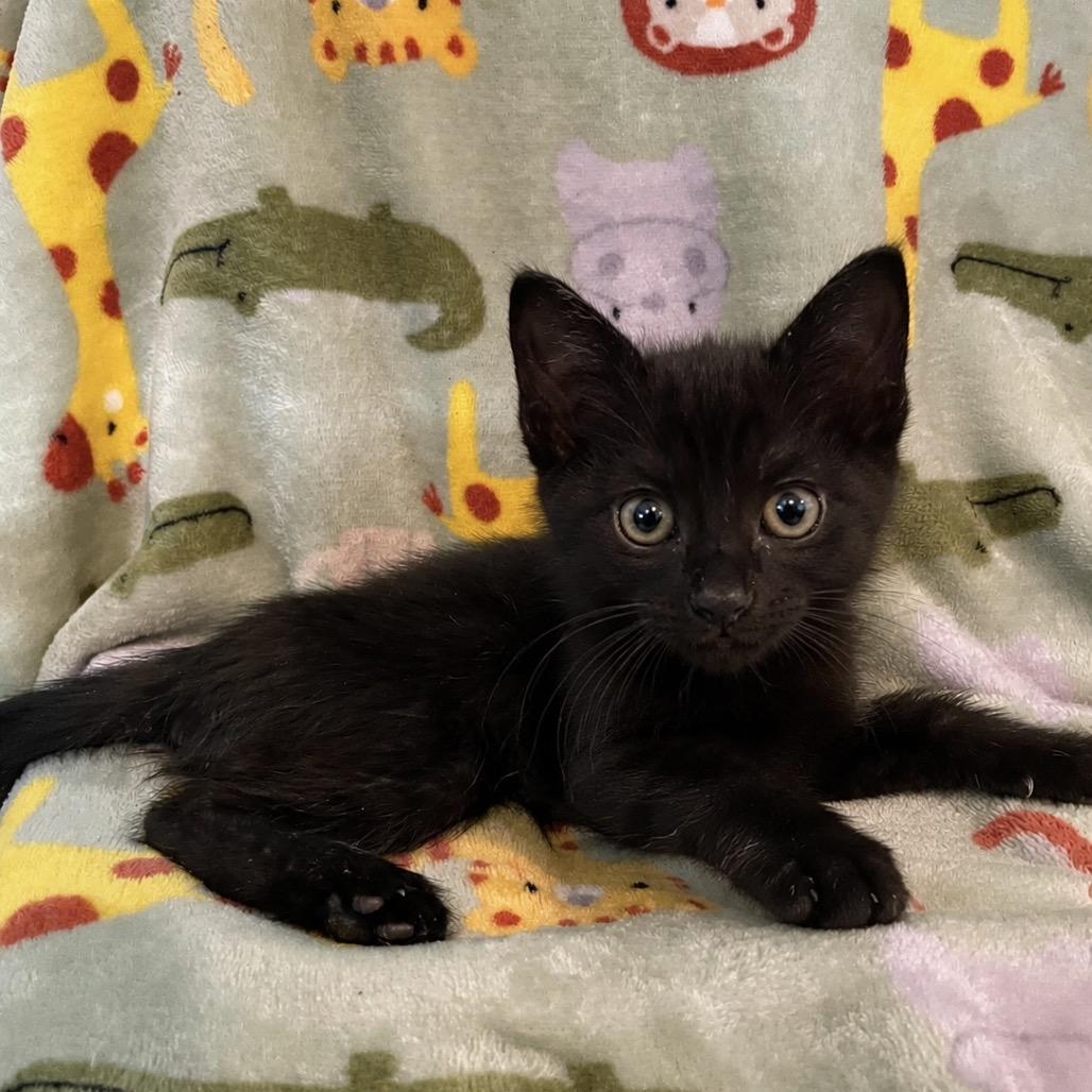 Deven, Adoptable, Kitten Male Domestic Short Hair.