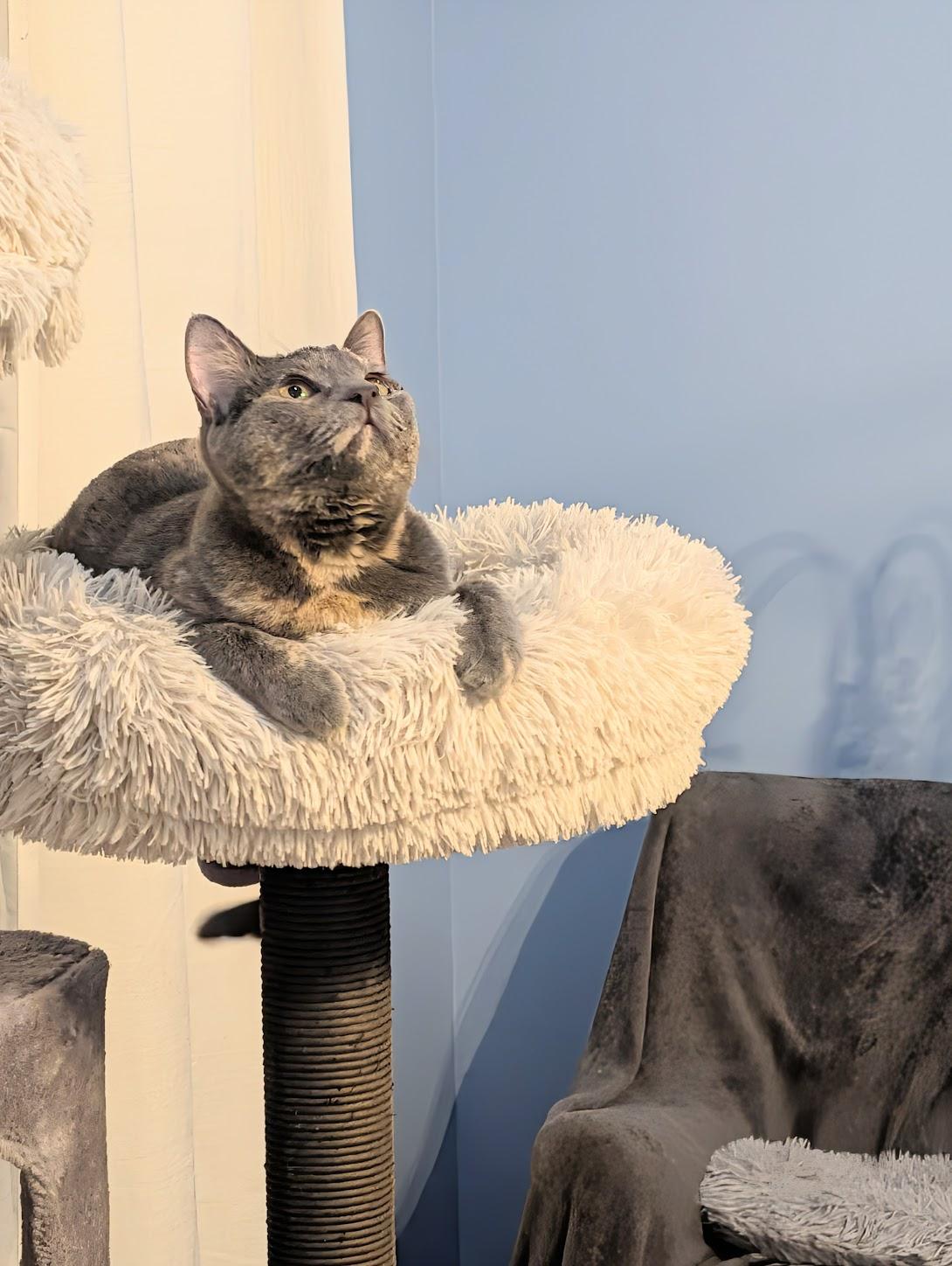 Enlarge Abigail & Winston, a Adoptable Dilute Tortoiseshell in Maryville, TN image 2/6