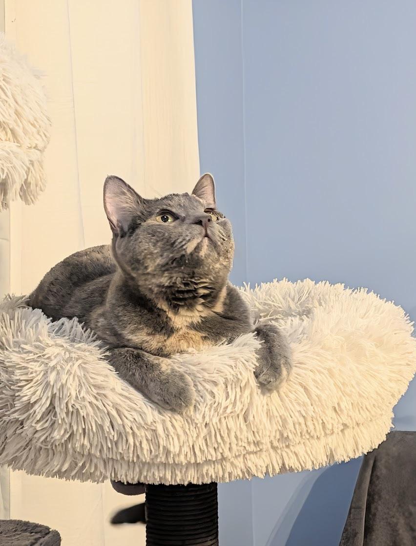 Abigail & Winston, Adoptable, Young Female Dilute Tortoiseshell.