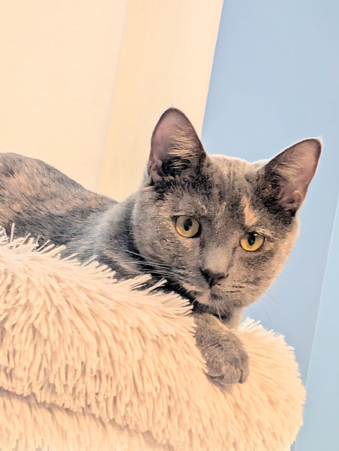 Abigail & Winston, Adoptable, Young Female Dilute Tortoiseshell.