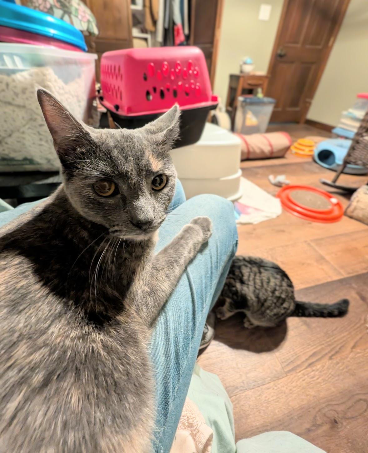 Amber & Flint — thumbnail 3