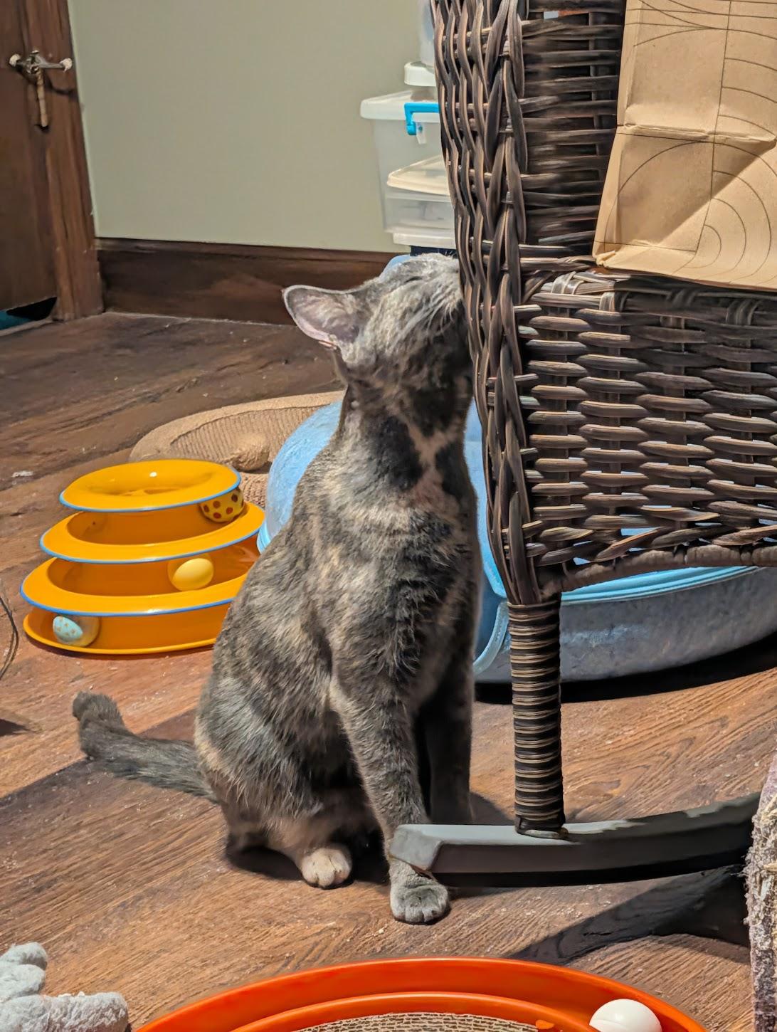 Enlarge Abigail & Winston, a Adoptable Dilute Tortoiseshell in Maryville, TN image 5/6