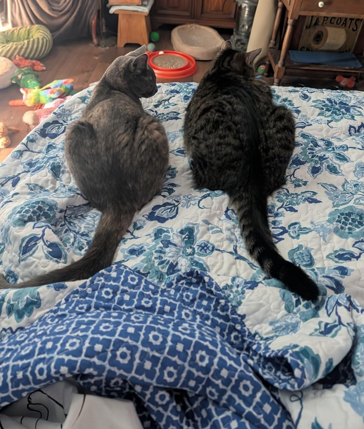 Enlarge Abigail & Winston, a Adoptable Dilute Tortoiseshell in Maryville, TN image 6/6