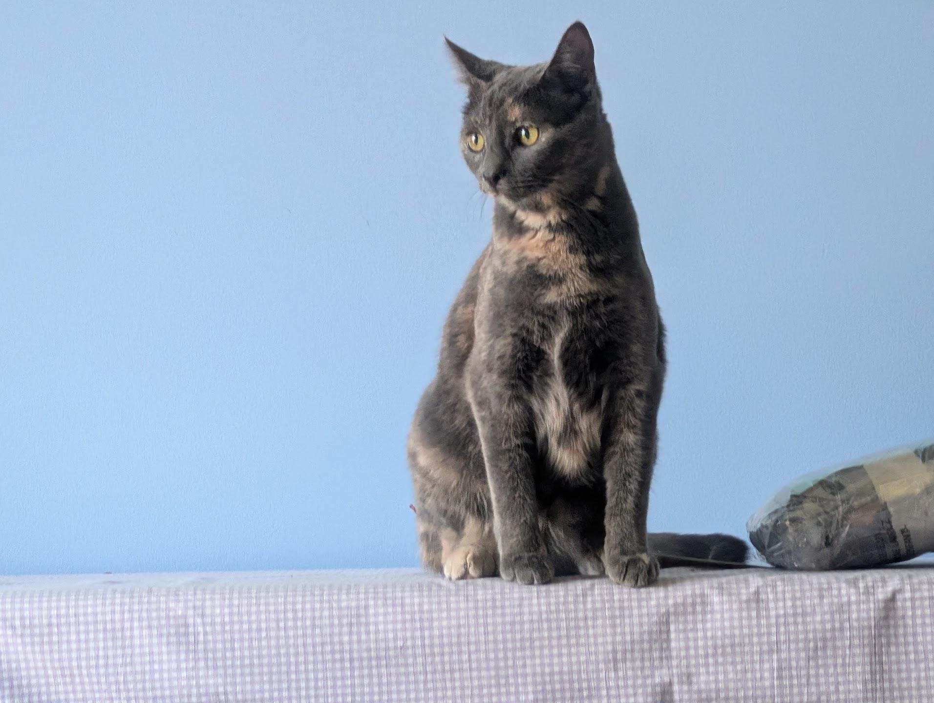 Enlarge Abigail & Winston, a Adoptable Dilute Tortoiseshell in Maryville, TN image 3/6