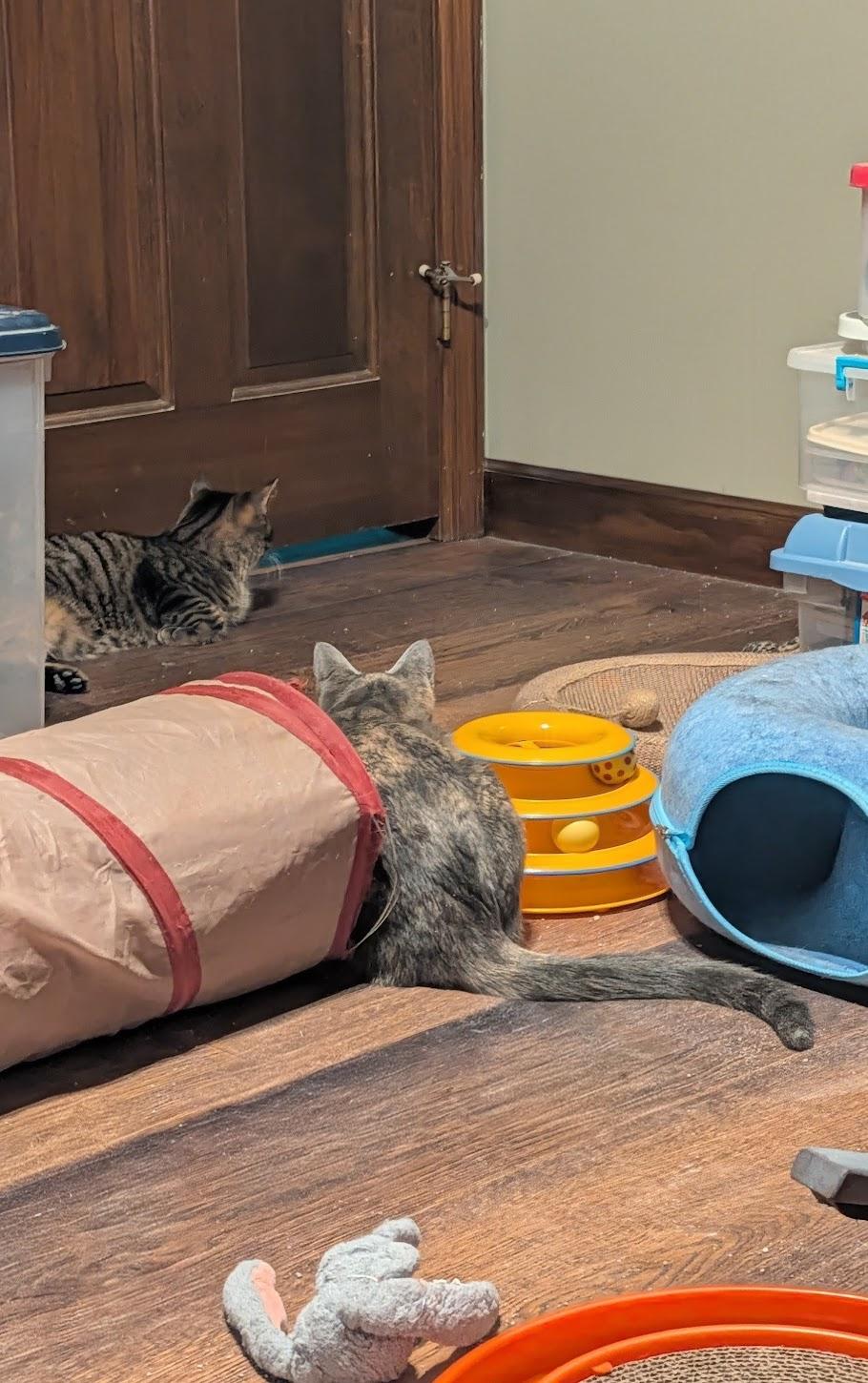 Amber & Flint — thumbnail 5