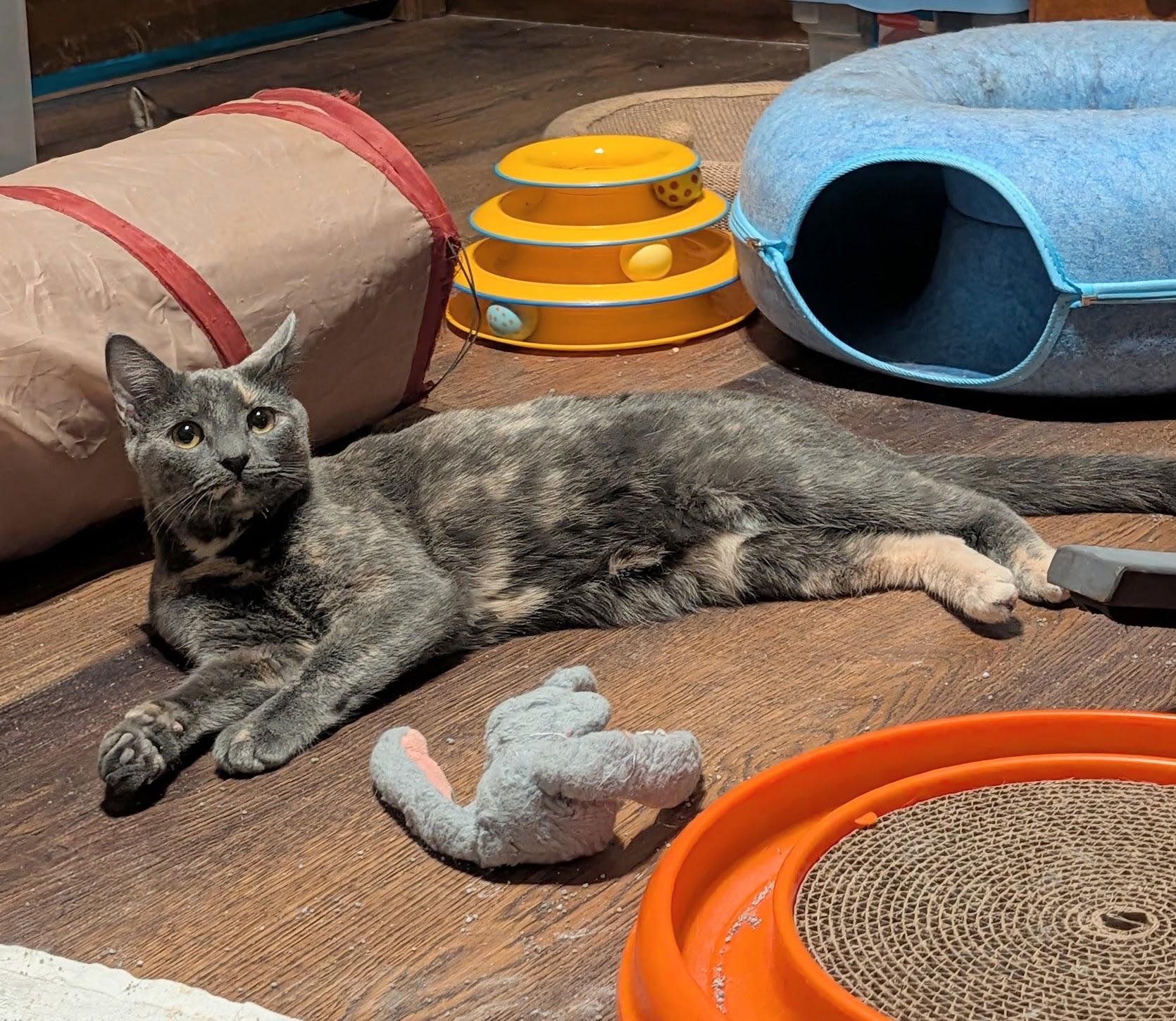 Enlarge Abigail & Winston, a Adoptable Dilute Tortoiseshell in Maryville, TN image 4/6