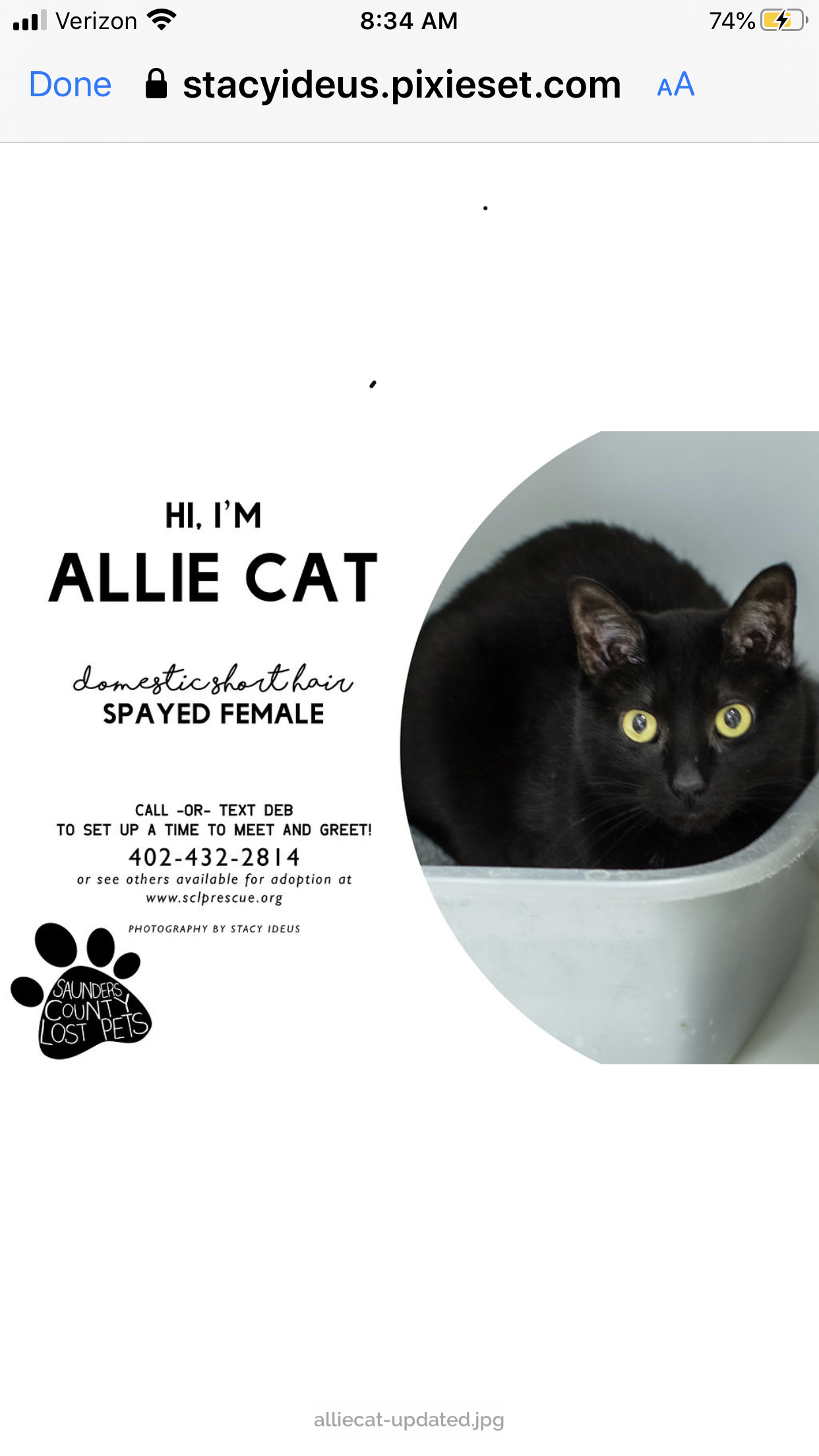 Allie Cat, a Adoptable mixed breed in Wahoo, NE image 1/2