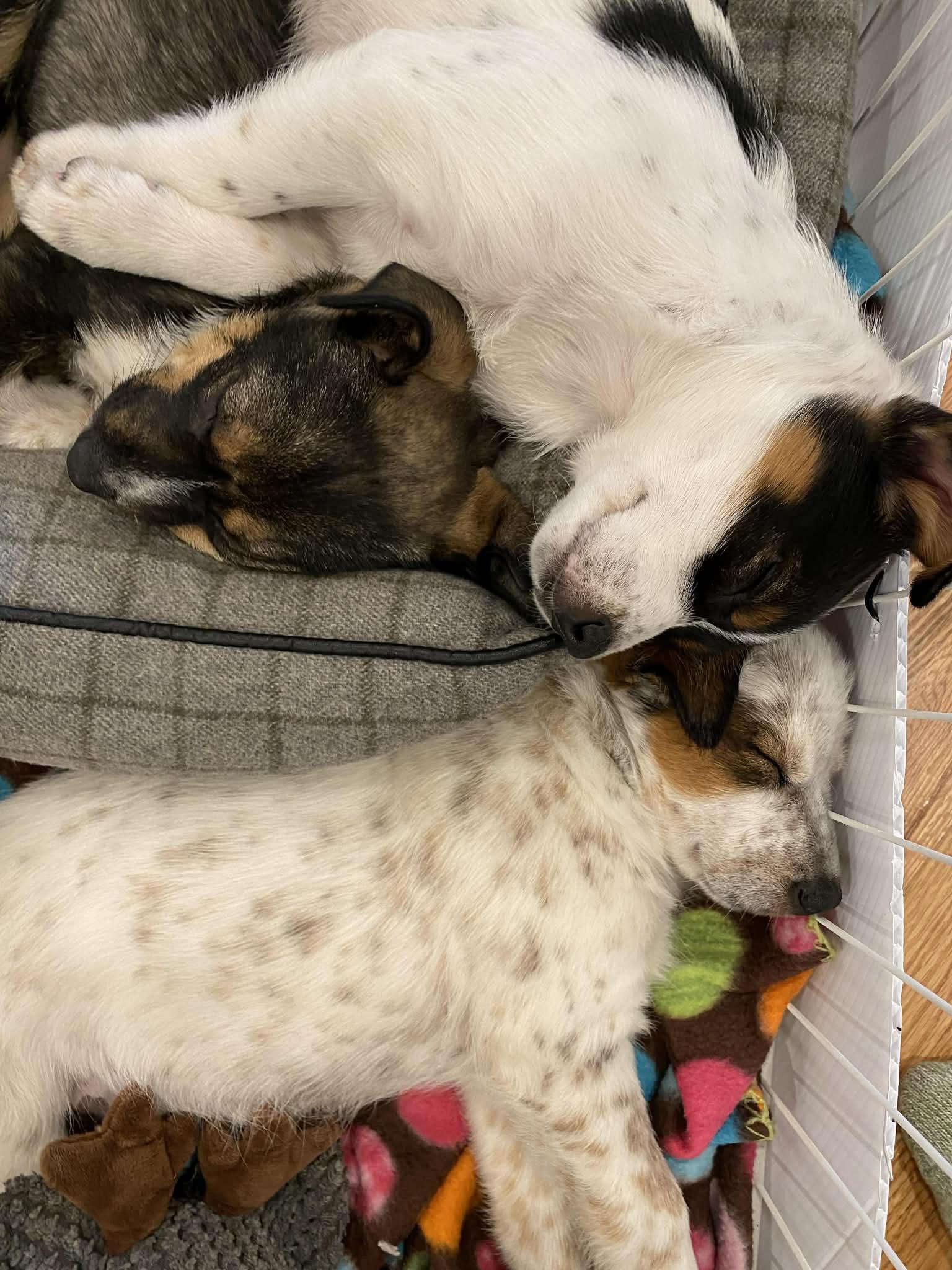 Enlarge Spiderman (Superhero litter), an adopted mixed breed in Silvana, WA image 3/5