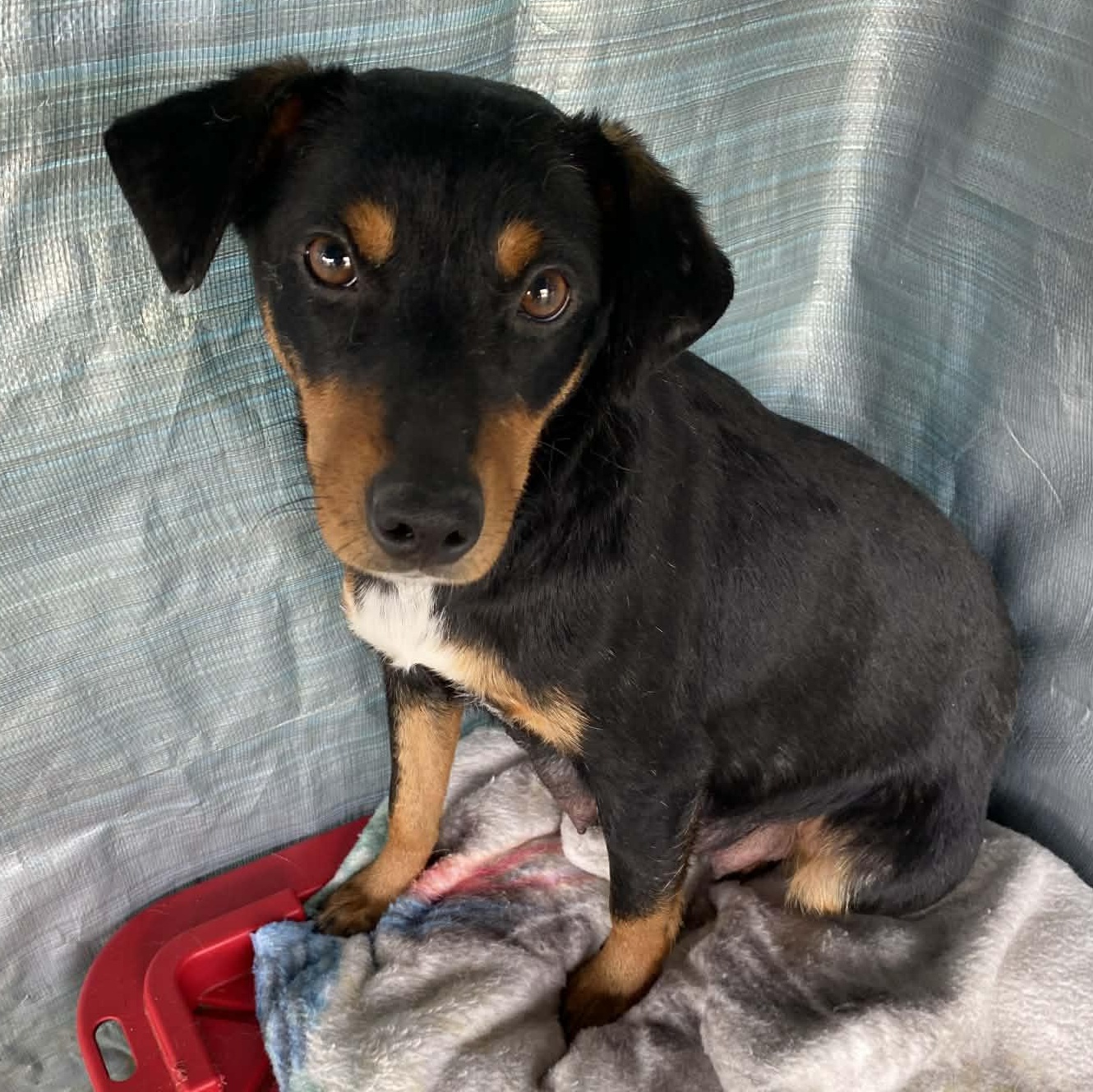 Enlarge Spiderman (Superhero litter), an adopted mixed breed in Silvana, WA image 5/5