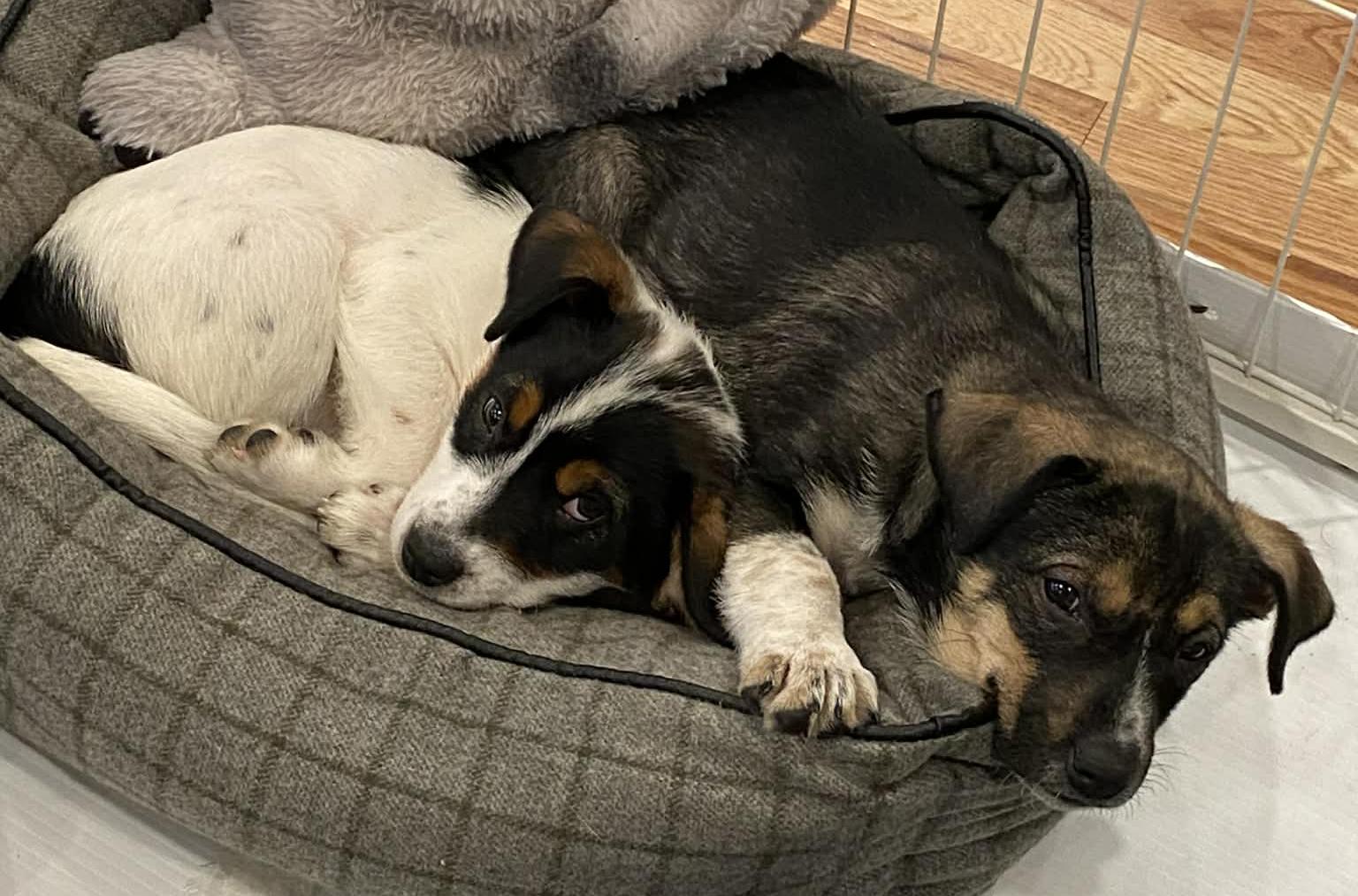 Enlarge Spiderman (Superhero litter), an adopted mixed breed in Silvana, WA image 2/5