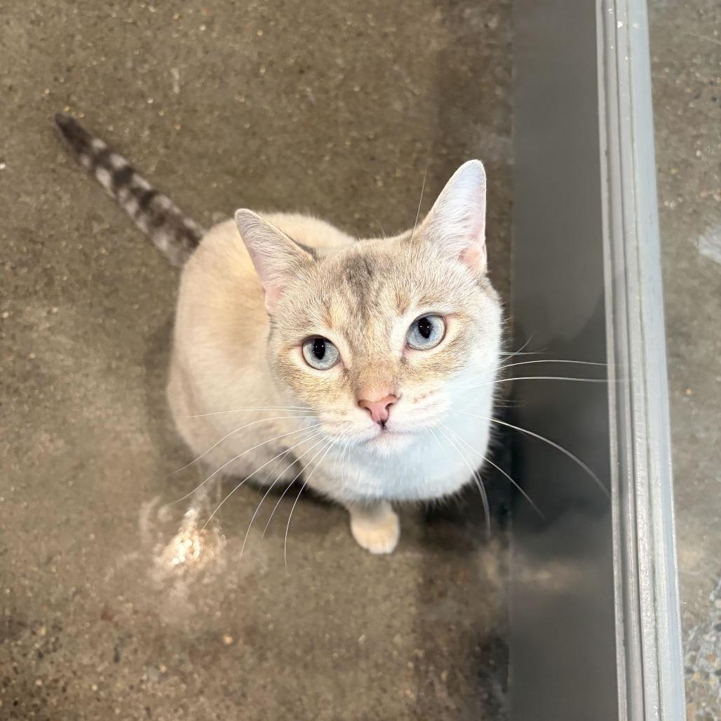 Blondie, Adoptable, Adult Female Siamese & Domestic Short Hair.