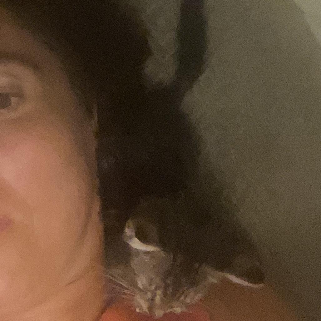 Olivia, Adoptable, Kitten Female Domestic Short Hair.