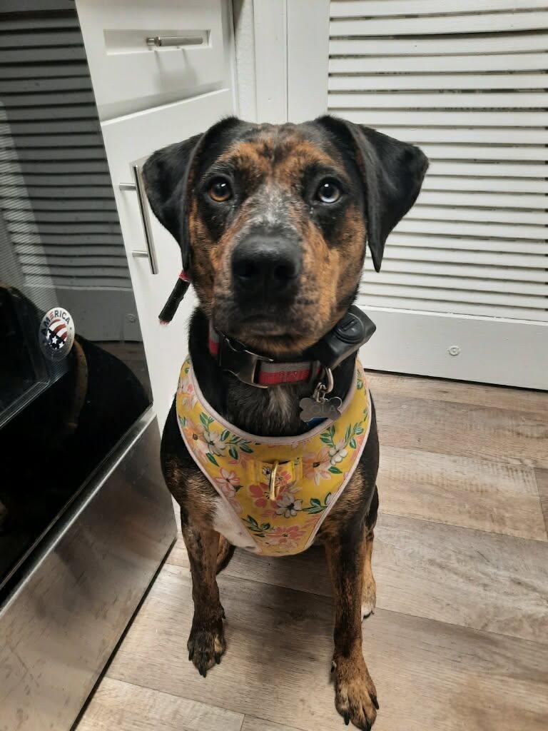 Enlarge LOLA - JJ (NEW MEXICO), a Adoptable Catahoula Leopard Dog in Albuquerque,, NM image 5/5