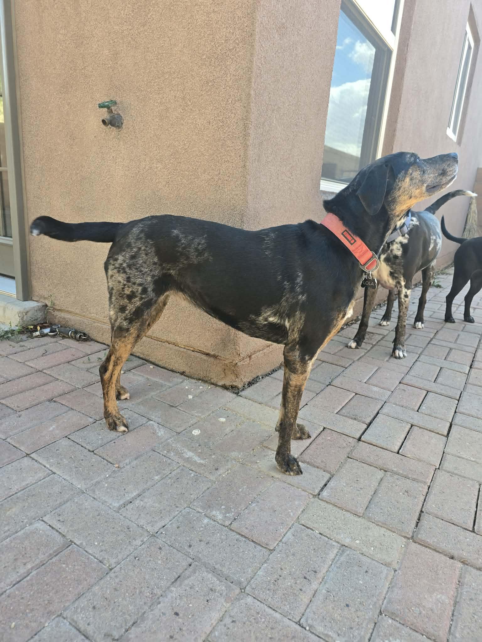 LOLA - JJ (NEW MEXICO), Adoptable, Adult Female Catahoula Leopard Dog.