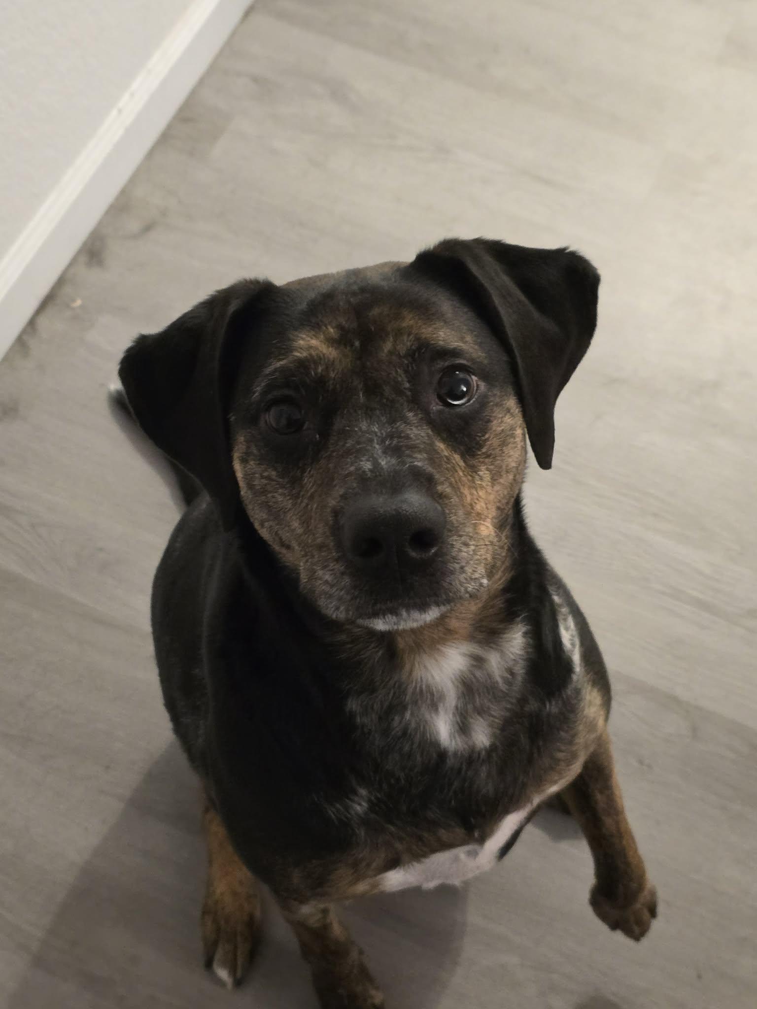 Enlarge LOLA - JJ (NEW MEXICO), a Adoptable Catahoula Leopard Dog in Albuquerque,, NM image 2/5