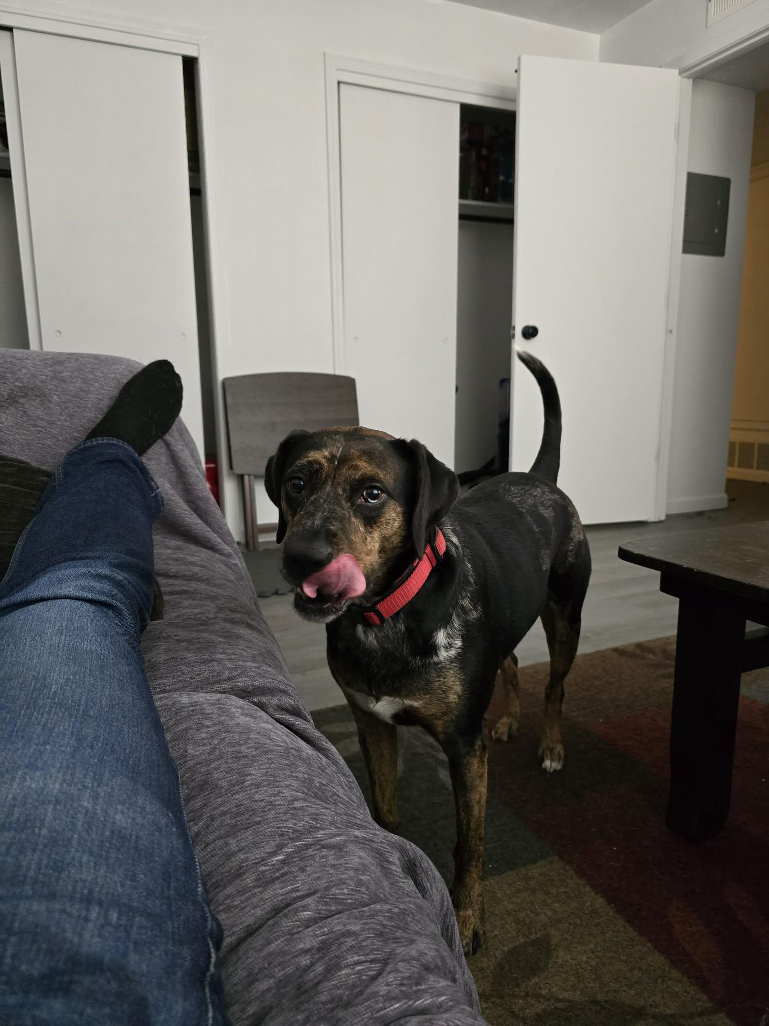 Enlarge LOLA - JJ (NEW MEXICO), a Adoptable Catahoula Leopard Dog in Albuquerque,, NM image 3/5