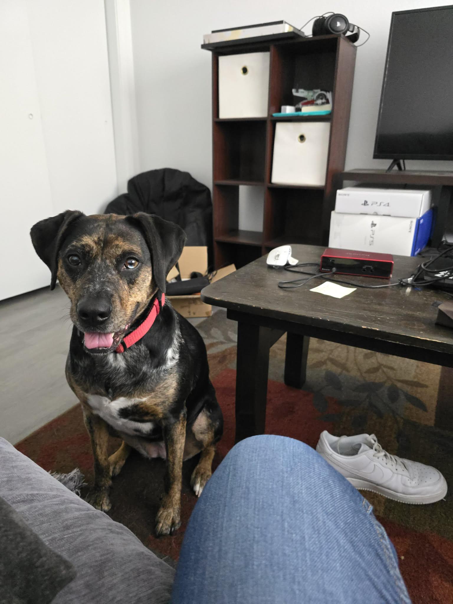 Enlarge LOLA - JJ (NEW MEXICO), a Adoptable Catahoula Leopard Dog in Albuquerque,, NM image 4/5