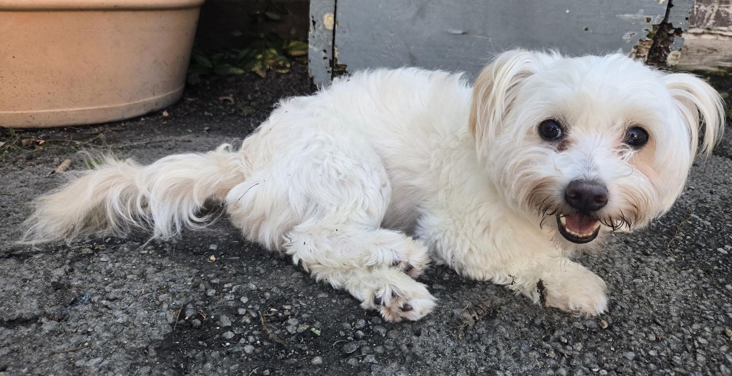 Pelucha, an adopted mixed breed in Los Angeles, CA image 1/4