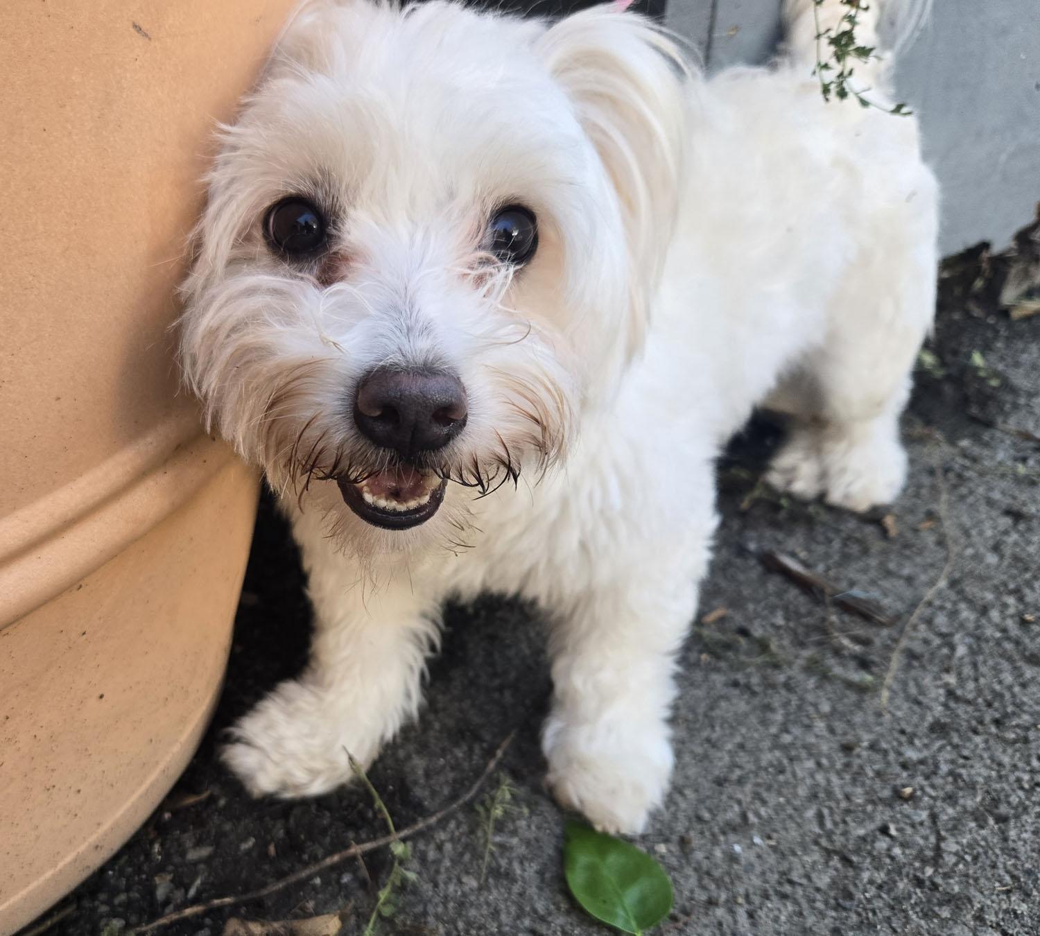 Pelucha, an adopted mixed breed in Los Angeles, CA image 2/4
