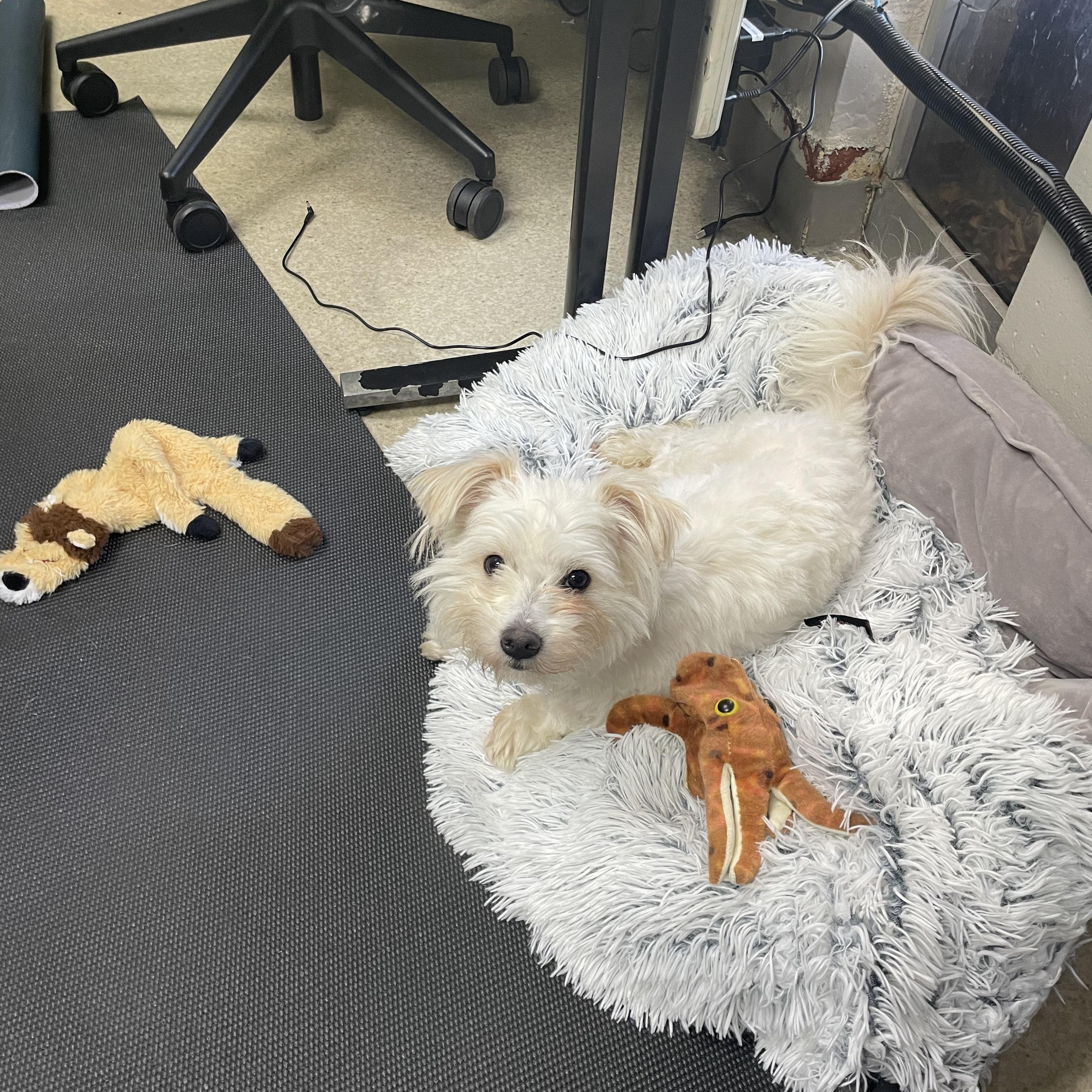 Pelucha, an adopted mixed breed in Los Angeles, CA image 4/4