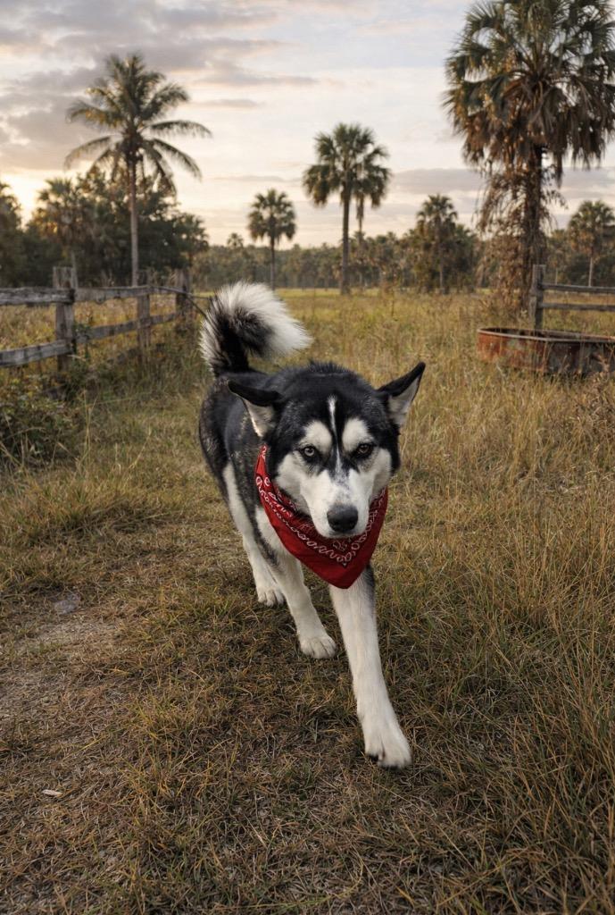 Enlarge Jasper, a Adopted Husky in Wauchula, FL image 1/1