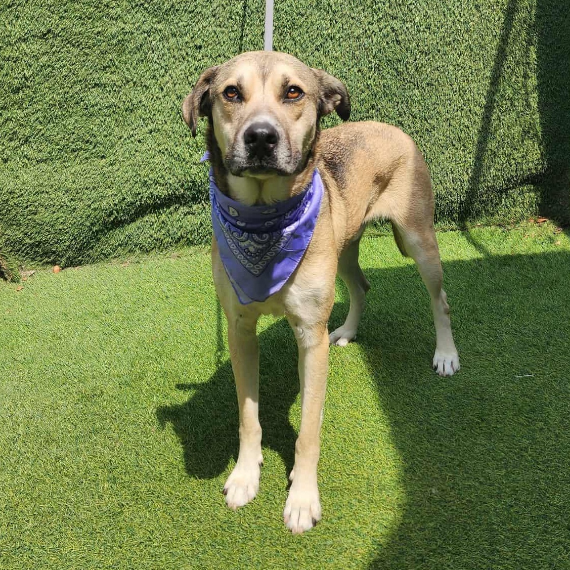 Barney — thumbnail 6