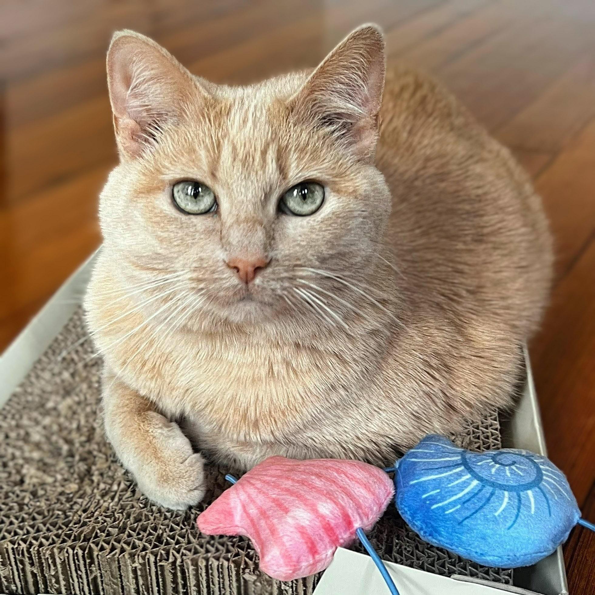Crush, a ADOPTABLE Domestic Short Hair in Chicago, IL image 5/6