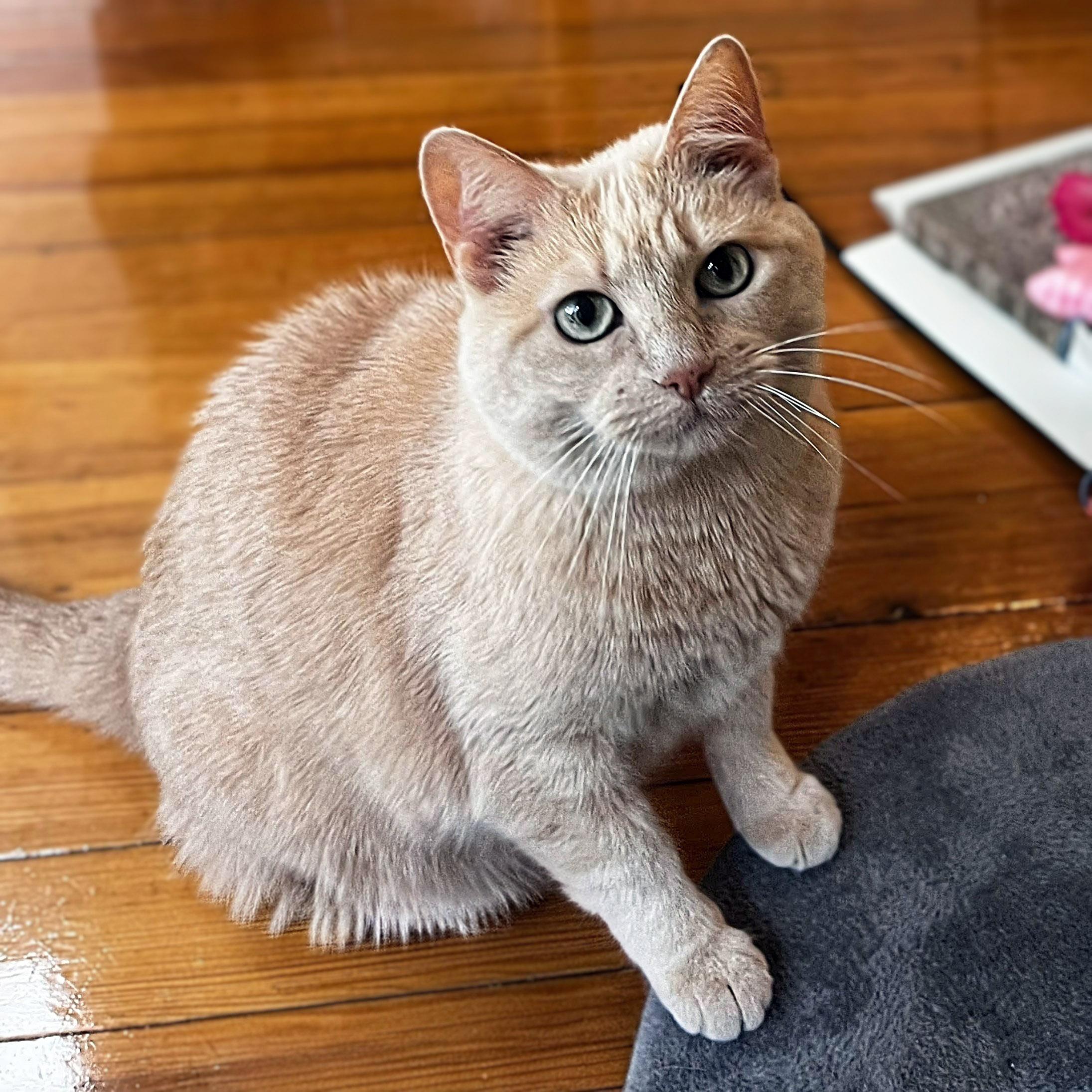 Crush, a ADOPTABLE Domestic Short Hair in Chicago, IL image 6/6