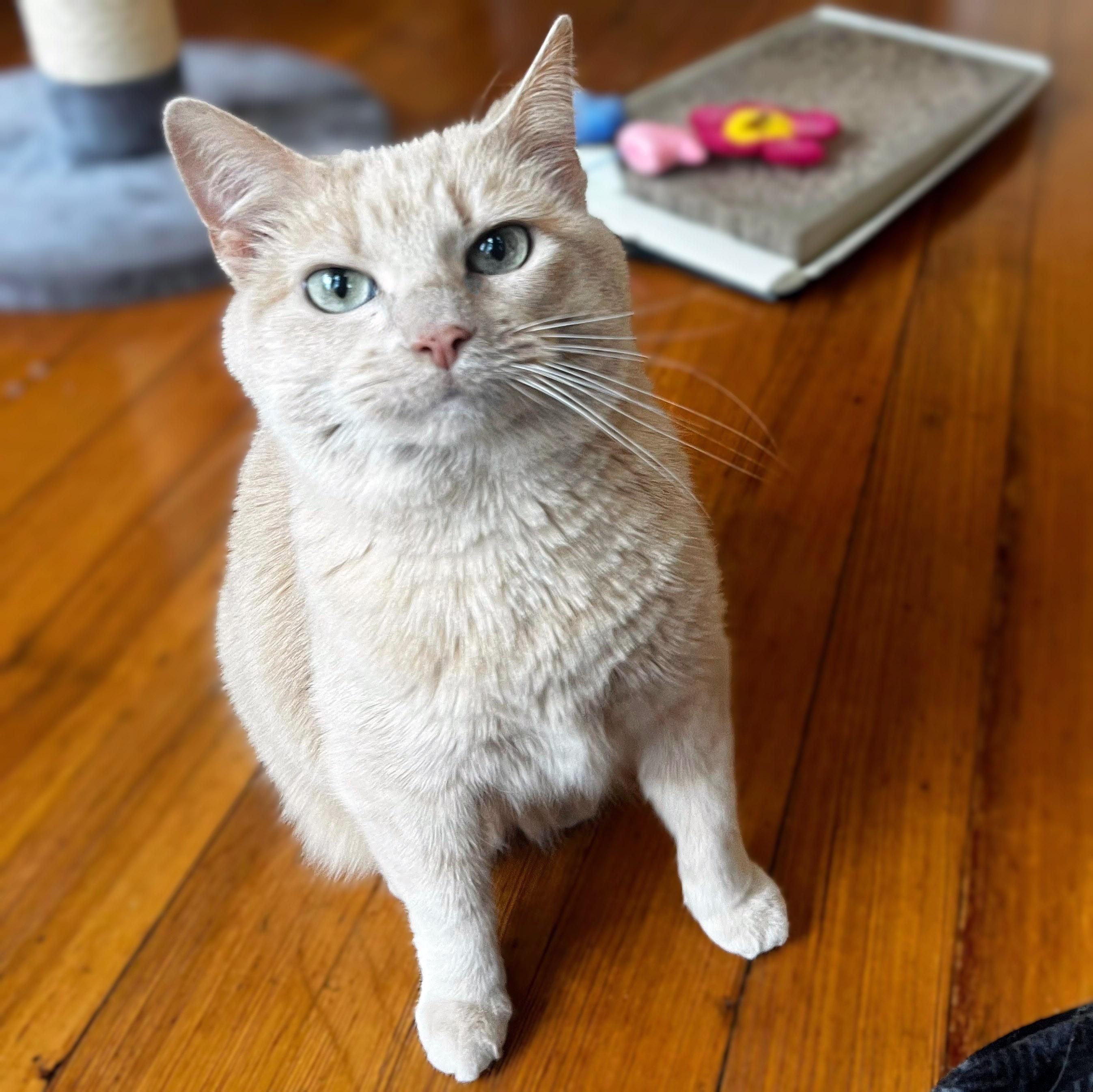 Crush, ADOPTABLE, Senior Female Domestic Short Hair.