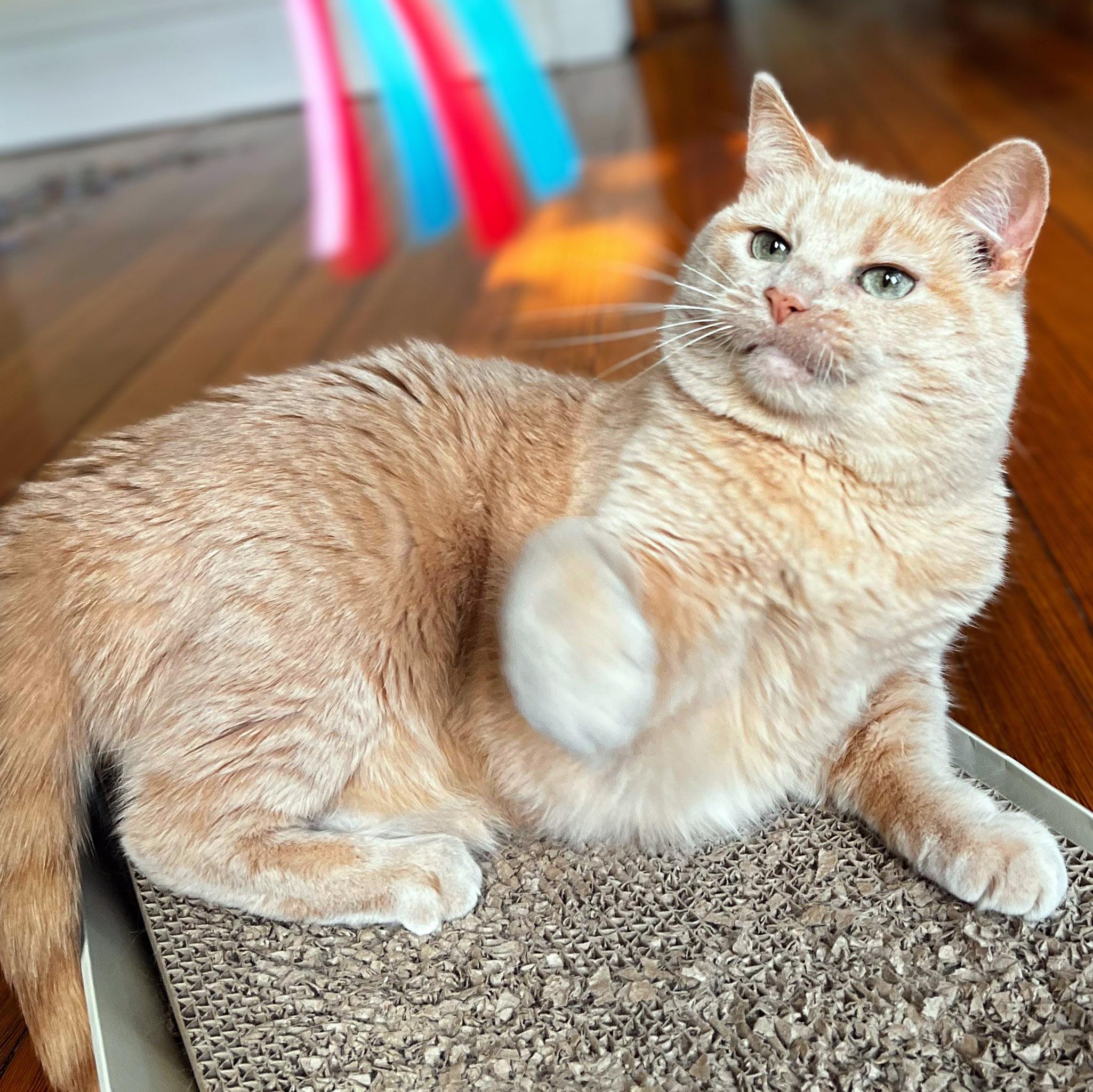 Crush, a ADOPTABLE Domestic Short Hair in Chicago, IL image 2/6