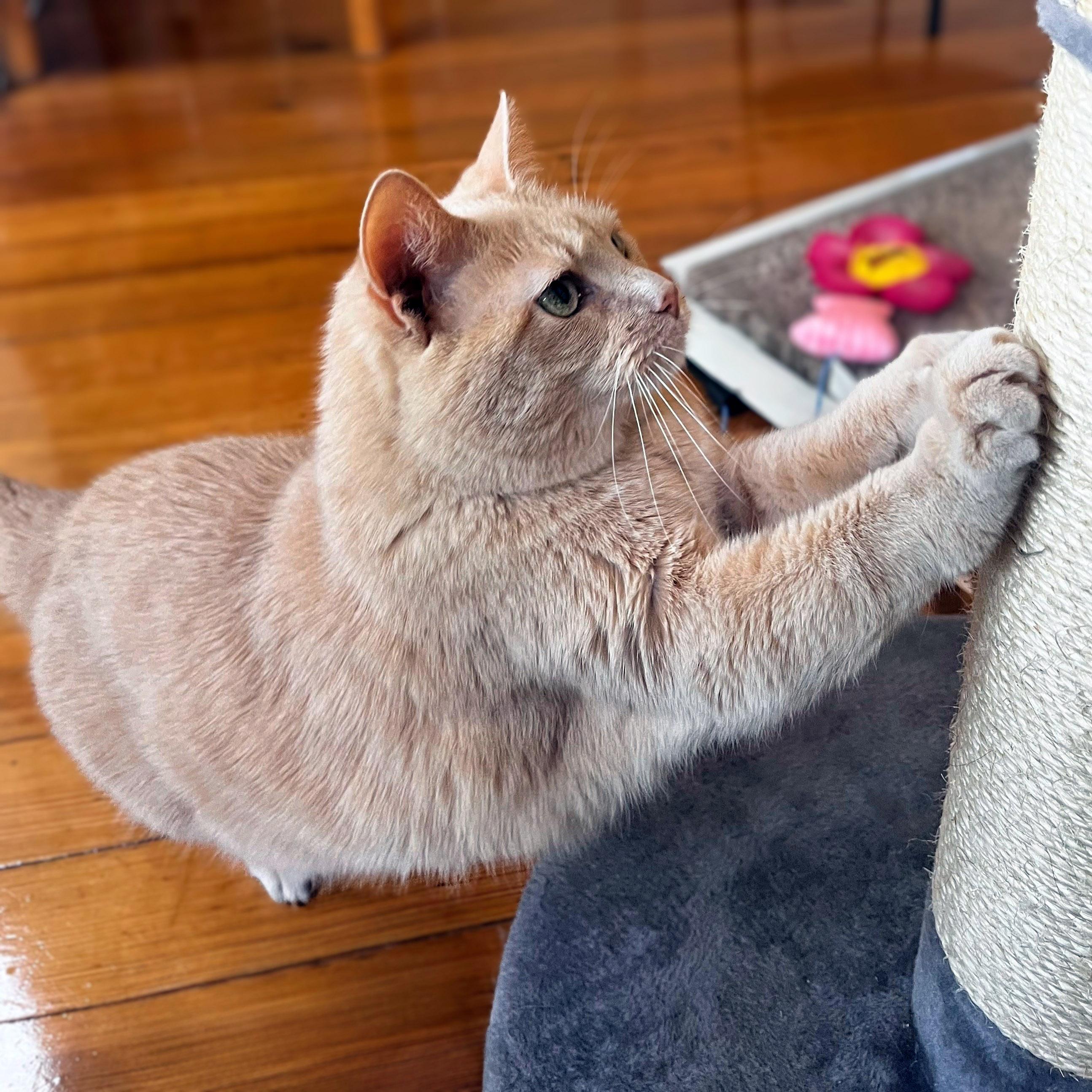 Crush, a ADOPTABLE Domestic Short Hair in Chicago, IL image 3/6