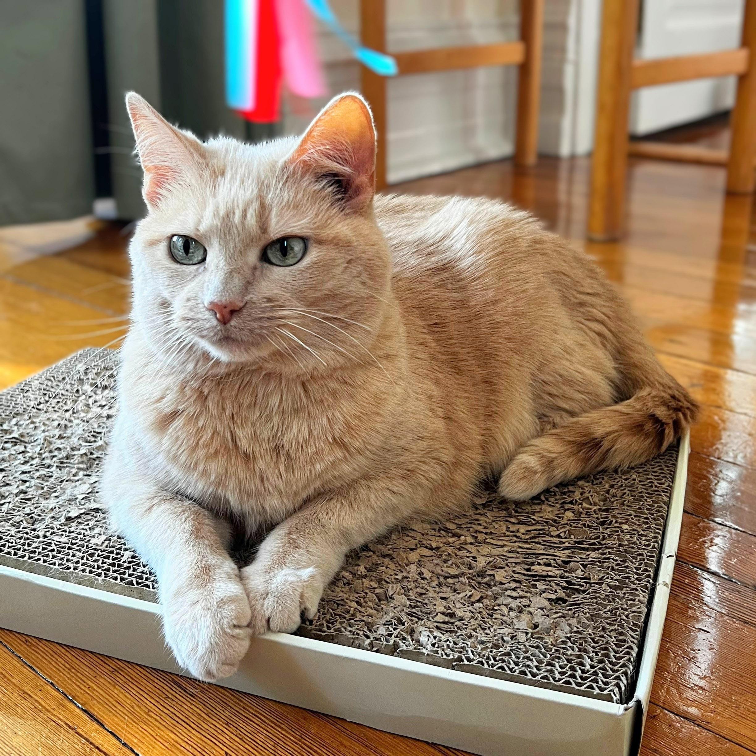 Crush, a ADOPTABLE Domestic Short Hair in Chicago, IL image 4/6