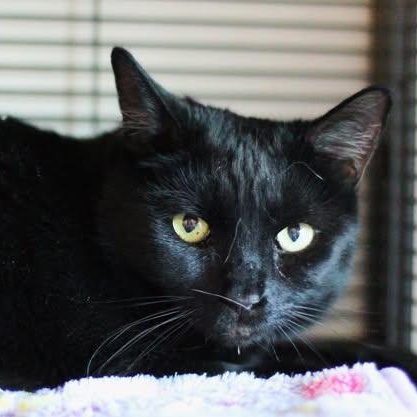 Enlarge 26-00100 SHADOW , an adopted Domestic Short Hair in Fredericksburg, VA image 1/1