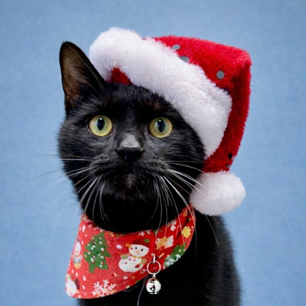 Enlarge Arche, a Adoptable Domestic Short Hair in Hinsdale, IL image 1/1